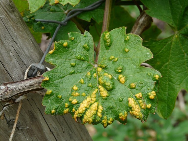 5 Reasons Why the Leaves of Your Plants Turn Into Yellow | Totality.net